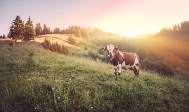 yeşil çayır inek. doğa kompozisyon.