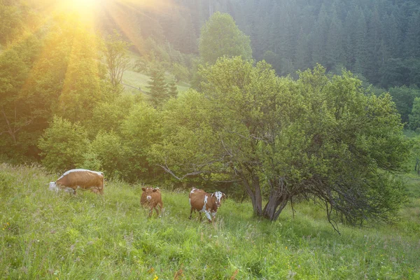 Koe op groene weide. natuur samenstelling. — Stockfoto