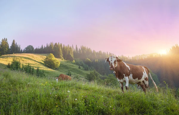 Αγελάδα στο πράσινο λιβάδι. φύση σύνθεση. — Φωτογραφία Αρχείου