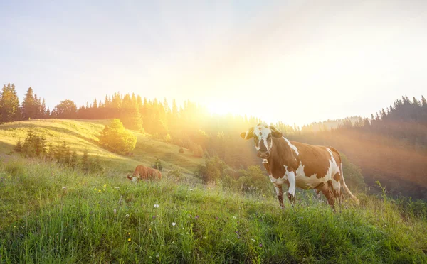 Yeşil çayır inek. doğa kompozisyon. — Stok fotoğraf