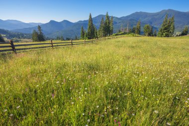 Güneş ışığı tarafından alacakaranlık parlayan Woods görkemli manzara. Dramatik ve pitoresk sabah sahne.