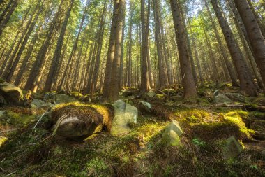 Orman yolu iğne yapraklı ağaçlar arasındaki sınırda.