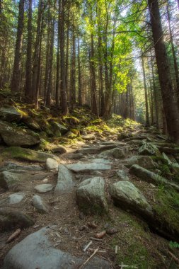 Dev redwoods aracılığıyla doğa yürüyüşü