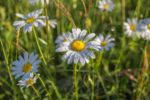 Flores de camomila selvagens em um campo em dia ensolarado . — Fotografia de Stock