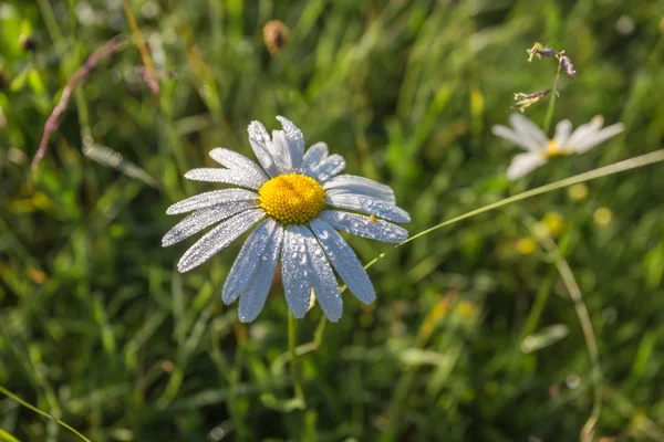 Flores de manzanilla silvestre en un campo en un día soleado . — Foto de Stock