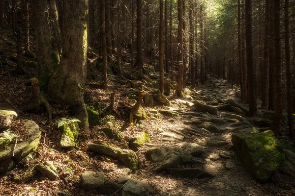 Lesní cesta na hranici mezi jehličnatými stromy. — Stock fotografie