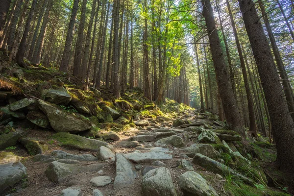 Hiking trails through giant redwoods — Stock Photo, Image