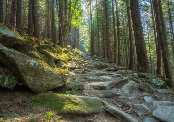 Hiking trails through giant redwoods — Stock Photo, Image