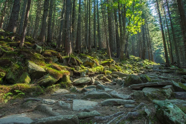 Camino forestal en la frontera entre los árboles de coníferas . — Foto de Stock