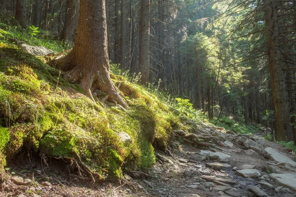 Trilhas de caminhada através de sequoias gigantes — Fotografia de Stock