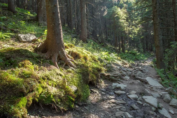 Lesní cesta na hranici mezi jehličnatými stromy. — Stock fotografie