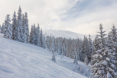 Ladin ağacı kışın kar ile kaplı orman