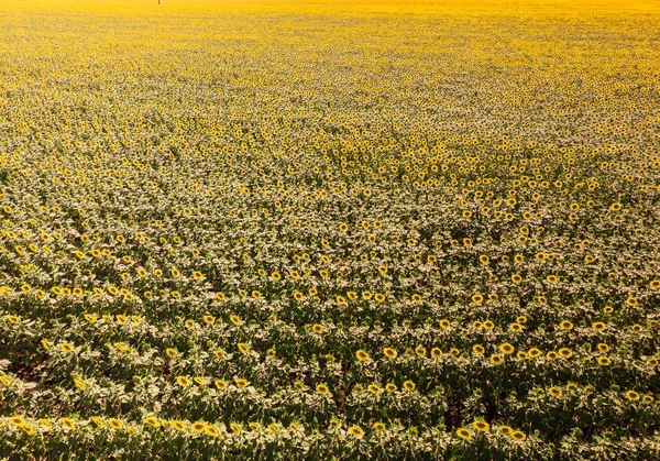 Sonnenblumenfeld Ansicht Von Oben Reihen Von Sonnenblumen Drohnenfotografie Gelbgrüner Hintergrund — Stockfoto