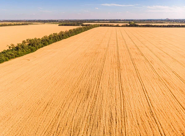 Letecký Pohled Zrající Pšeničná Pole Farmě Pod Modrou Oblohou Bílé — Stock fotografie