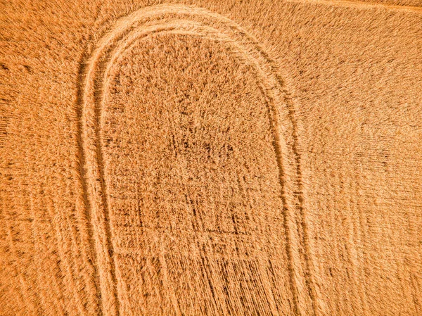 Вид Повітря Пшеничне Поле Колії Трактора Сільськогосподарської Текстури Або Тла — стокове фото