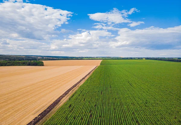 Vue aérienne du dessus du drone aux champs de tournesol et de blé — Photo