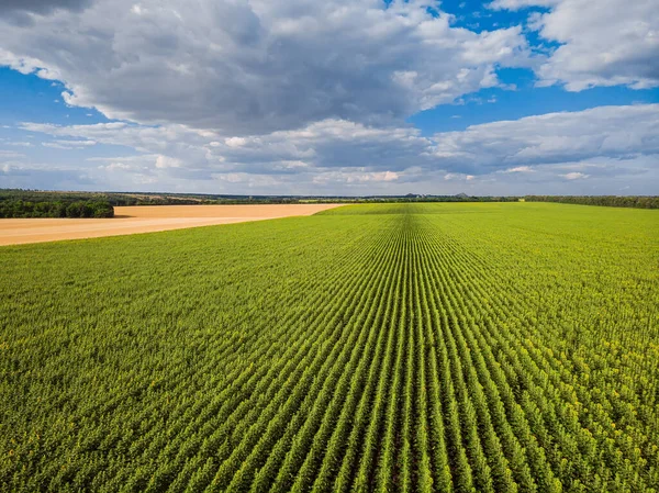 Beautiful drone view from above on the border between two fields — Stock Photo, Image