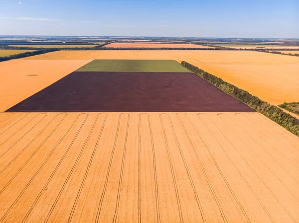 Vue aérienne des champs de blé. — Photo