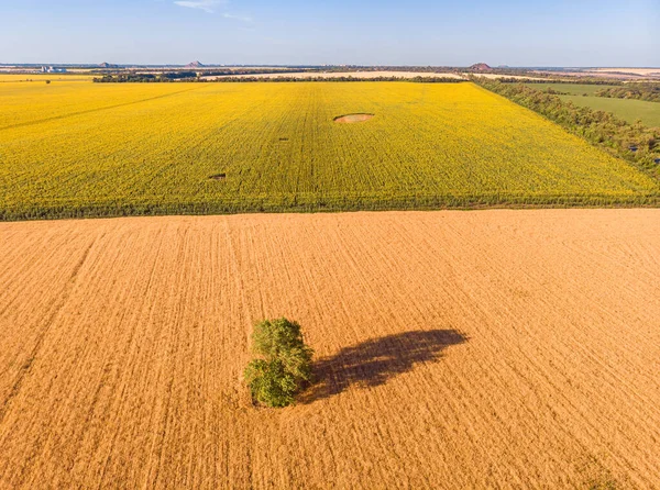Belle vue sur drone d'en haut sur la frontière entre deux champs — Photo