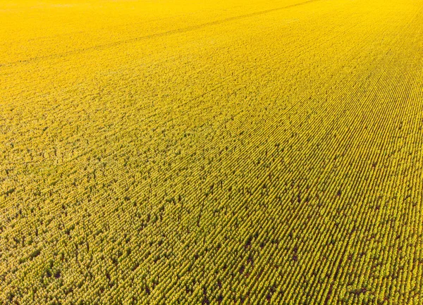 Field of sunflowers. Lines of sunflowers. Drone photography. Yellow green background