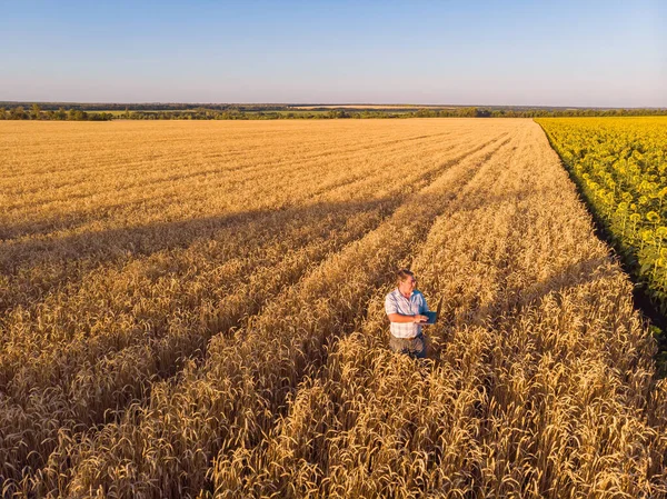 Aerial view of farmer standing in golden ripe wheat field and observing crops. Image is taken from drone. — Stock Photo, Image