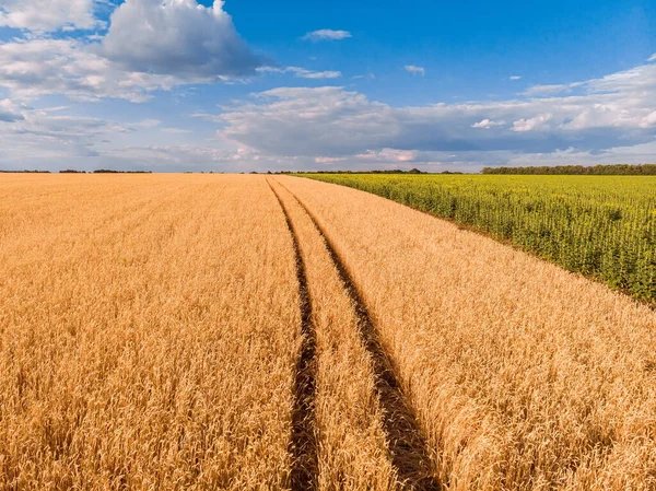 Spur eines Traktors im Weizen- und Sonnenblumenfeld. — Stockfoto