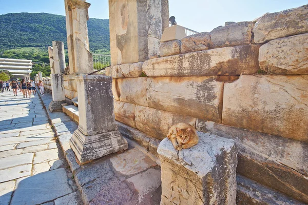 Selcuk Turkey April 2018 Γάτα Για Ερείπια Της Αρχαίας Πόλης — Φωτογραφία Αρχείου