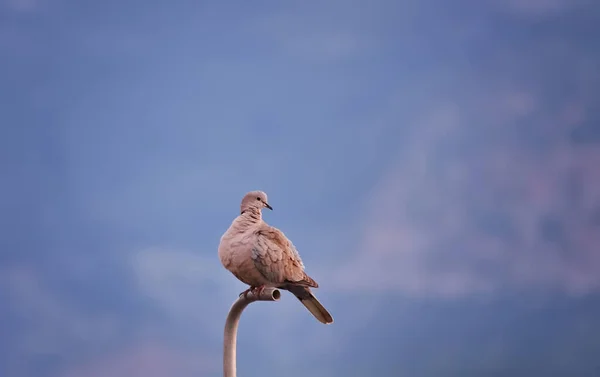 Foto Foco Seletivo Pombo Madeira Comum Columba Palumbus Pássaro Sentado — Fotografia de Stock