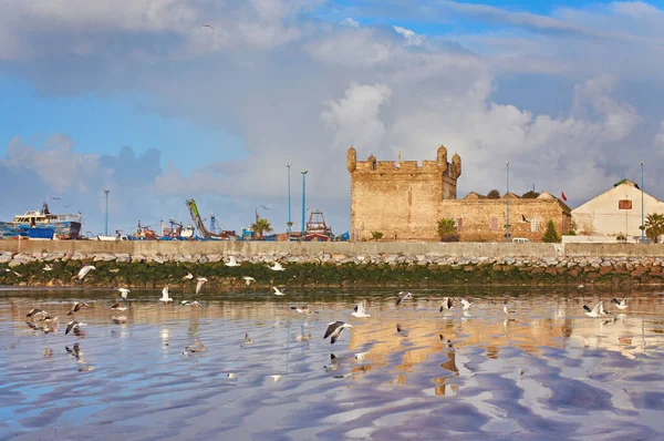 Gaviota Marina Guarda Fortaleza Essaouira Marruecos Essaouira Una Ciudad Región — Foto de Stock