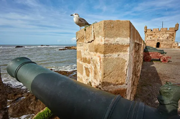 Zeemeeuw Bewaken Het Fort Van Essaouira Marokko Essaouira Een Stad — Stockfoto