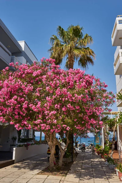 Kos Island ギリシャ 2018年5月2日ギリシャのコス島の通りからの眺め — ストック写真