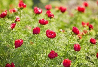 Yeşil arka planda vahşi kırmızı şakayık. Bahar çiçekleri güneşte kırmızıya döner. Güzel şakayıklar dağda çiçek açar. Yumuşak odak.