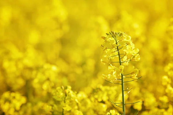 Jasne Pole Rzepaku Canola Zachodzie Słońca Letni Wieczór — Zdjęcie stockowe