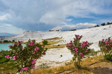 Çiçekli kırmızı zinyaların arka planında Pamukkale manzarası