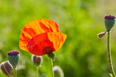 Çiçek açan gelincik çiçekleri. Doğa.