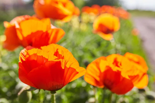 Fleur Pavot Fleurissant Sur Fond Fleurs Coquelicots Nature — Photo