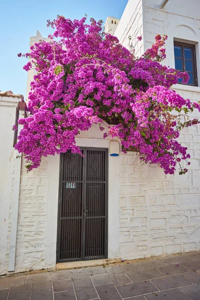 ピンクブーゲンビリアの花とボドルムの旧ブルードア トルコのムグラ — ストック写真