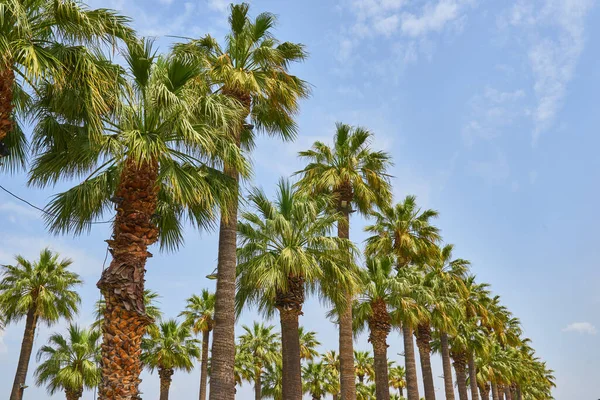 Row Palm Trees Blue Sky Plenty Negative Space — Stock Photo, Image
