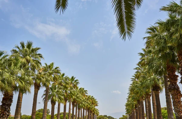 Row Palm Trees Blue Sky Plenty Negative Space — Stock Photo, Image