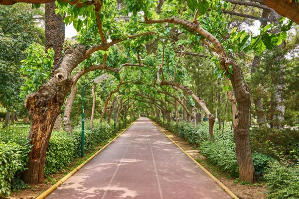 Green Tunnel Trees Light End Nice Summer Day Park — Stock Photo, Image