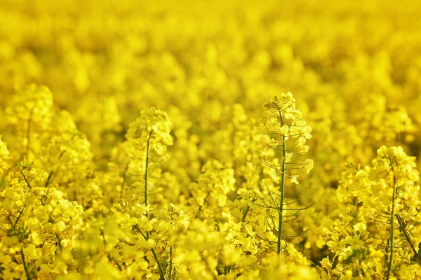 Bright Canola Rapeseed Field Sunset Summer Evening — Stock Photo, Image