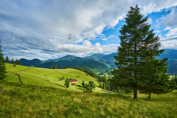 Idyllisch Landschap Alpen Met Frisse Groene Weiden Bloeiende Bloemen Besneeuwde — Stockfoto