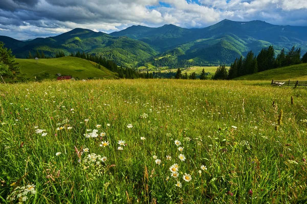 Alplerde yeşil çayırlar, çiçek açan çiçekler ve arka planda karla kaplı dağ tepeleri olan Idyllic manzarası.