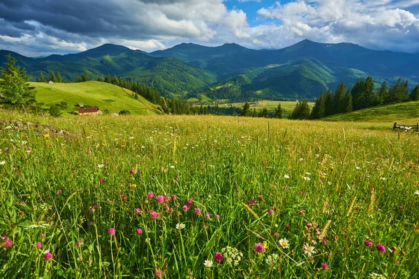 Dağlar ve çiçeklerle İlkbaharda Alplerde