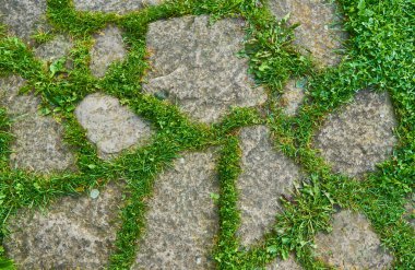 Tek boyutlu gri şekilli kare kaldırımın üst görüntüsü. Yeşil otlar dikişlerde yetişir. Dış tasarım döşeme arkaplanı.