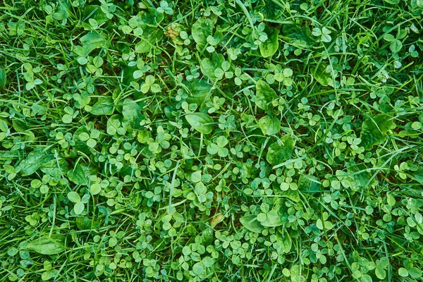 Grönt Gräs Yta Morgon Dagg Grönt Gräs Naturlig Bakgrund — Stockfoto