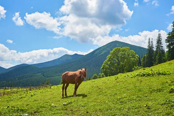 Niedliches Pferd Den Alpen Frisst Grünes Gras — Stockfoto