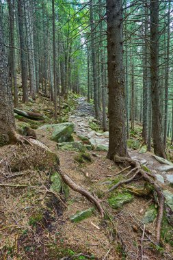 Sabah güzel bir orman yolunda yol