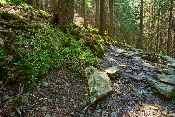 Οικοτουρισμός Βραχώδες Μονοπάτι Κάτω Θερινό Δάσος — Φωτογραφία Αρχείου