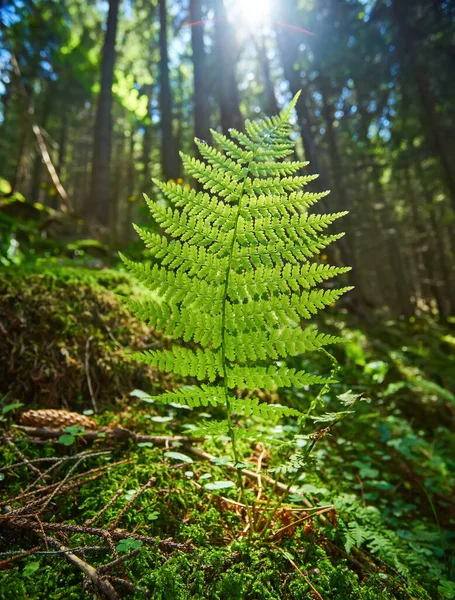 A detailed shot of a beautiful fern leaf illuminated by sunbeams. Bright spring sunbeams shine through the green leaves of ferns in the depths of a picturesque pine forest in the mountains.